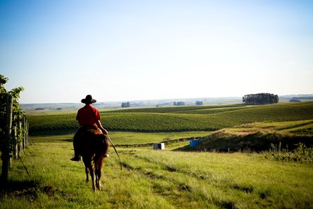 A região da Campanha Gaúcha se destaca quando falamos de vinho no Brasil.
vinhos brasileiros, regiões vinícolas do Brasil
https://enologuia.com.br/regioes/242-campanha-gaucha-dos-pampas-para-o-mundo