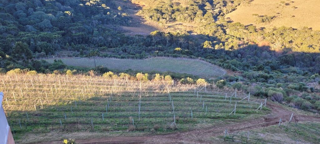 Vinhedo no município de São Joaquim -SC. Vinificação com castas italianas.
vinhos brasileiros, regiões vinícolas do Brasil
