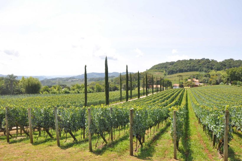 https://www.melhoresdestinos.com.br/vale-dos-vinhedos-bento-goncalves.html Vale dos Vinhedos, em Bento Gonçalves, famoso por suas vinícolas, casas de massa e outros (saborosos) legados deixados pelos imigrantes italianos. vinhos brasileiros, regiões vinícolas do Brasil