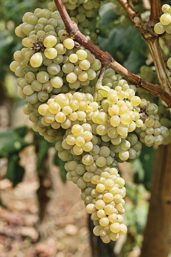 https://www.madeirawineanddine.com/madeira-wines-styles/sercial-madeira-wine-grape/