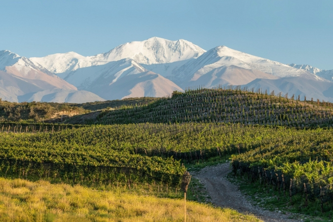 Extenso vinhedo no Valle de Uco cortado por estrada de terra, com a Cordilheira dos Andes nevada ao fundo, região famosa por suas vinícolas.