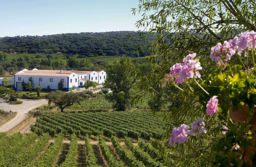Vinho e Vinhedos do Alentejo, Portugal.