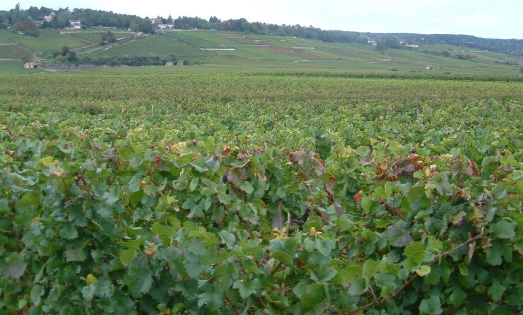 Enoturismo na França: Vinícolas, Regões e Roteiros
