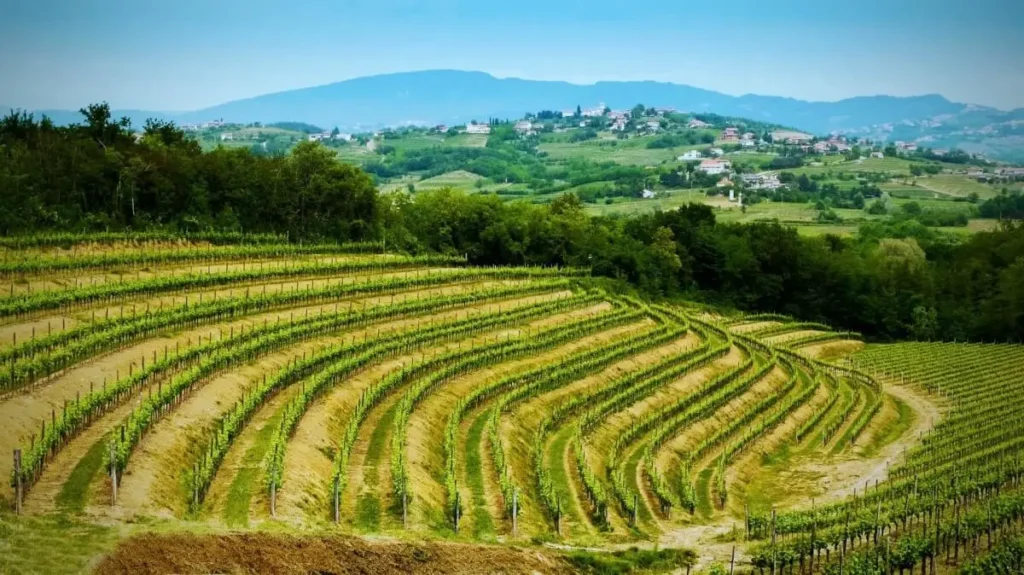 Friuli-Venezia Giulia – A Excelência dos Brancos e a Inovação no Enoturismo.