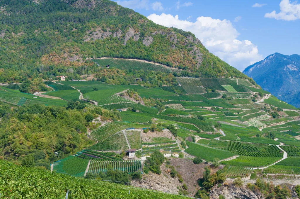 Enoturismo na França: Vinícolas, Regiões e Roteiros.