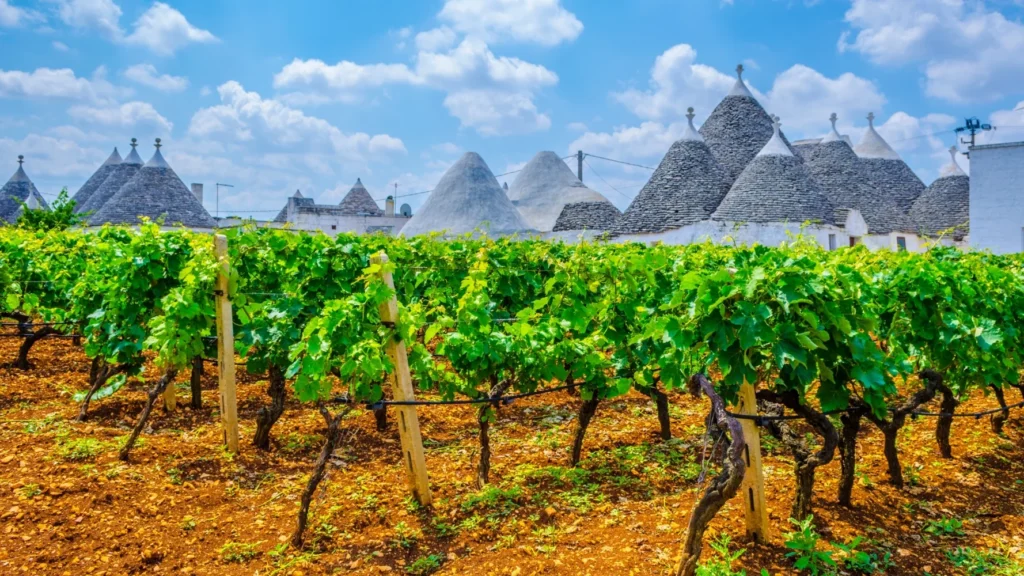 Puglia – Potência, Identidade Marcante e as Novas Rotas de Enoturismo